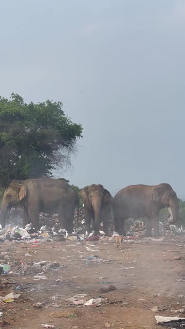 Elephants Standing in Trash Piles on Fire