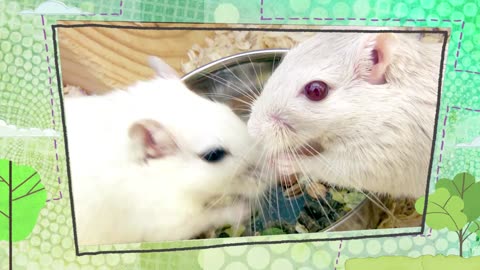 Mi Mascota y Yo - T02E19 - Gerbiles