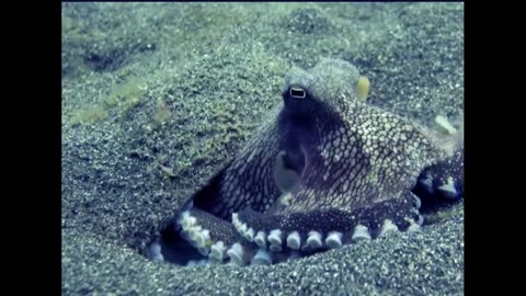 Octopus attack on the crab -The octopus falls victim to the Stingray. Relaxing Music.