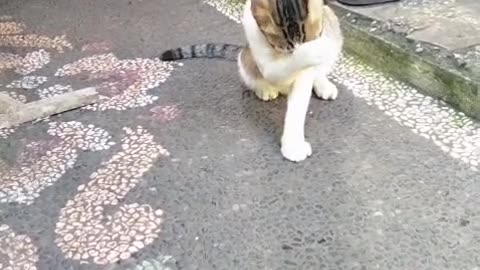 "These Cats’ Post-Meal Rituals Are the Funniest Thing You’ll See Today! 😂🐱”