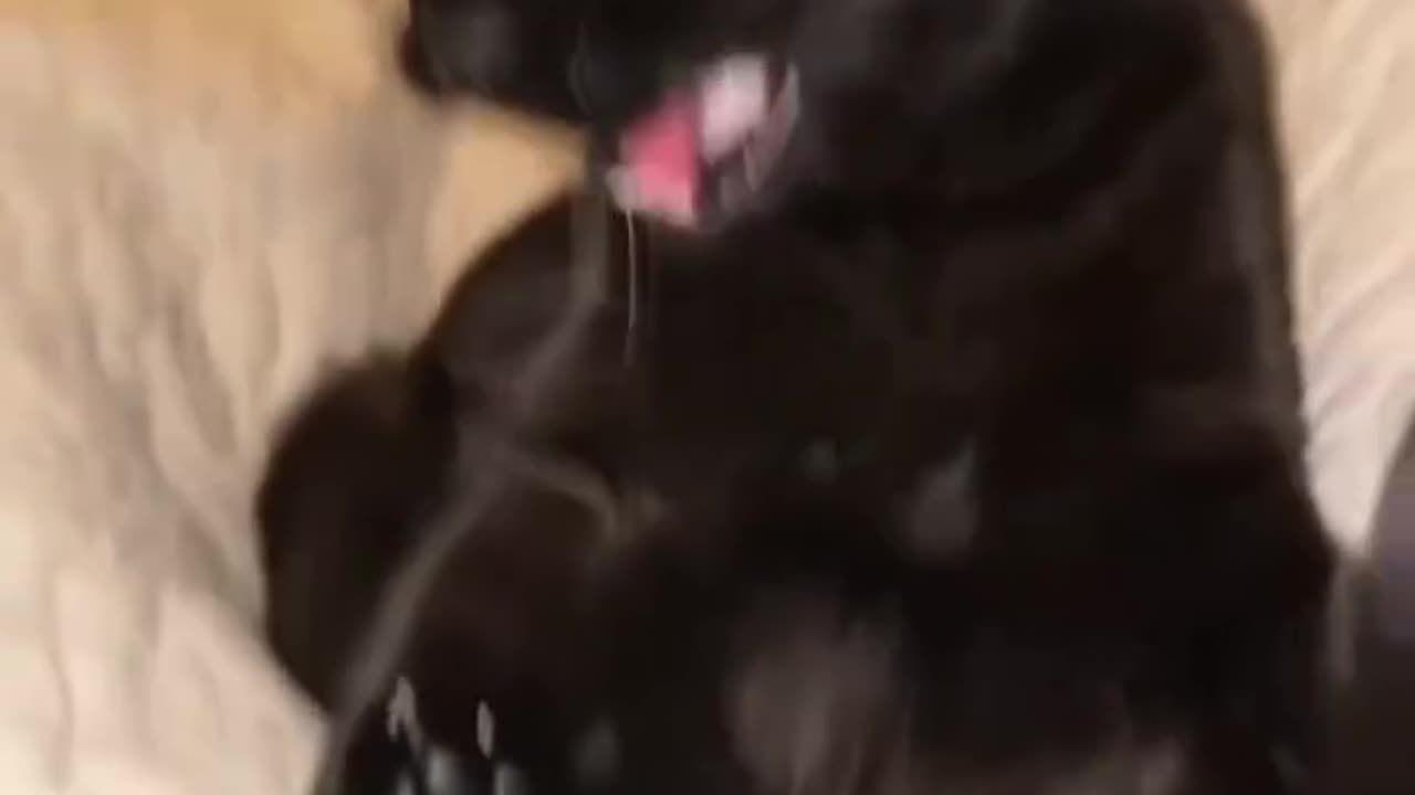 😘 🐒 El 🌈#Épico 🐰#Curiosito 🐯#Michi 🐇#Gatito😸 🐈‍⬛️#Negro🐾. - 👦🏻#RobinJosePaeZ.👍🏻