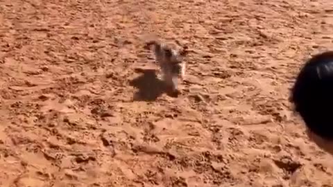 doggo got a good life.