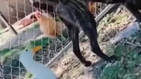 Video funny
