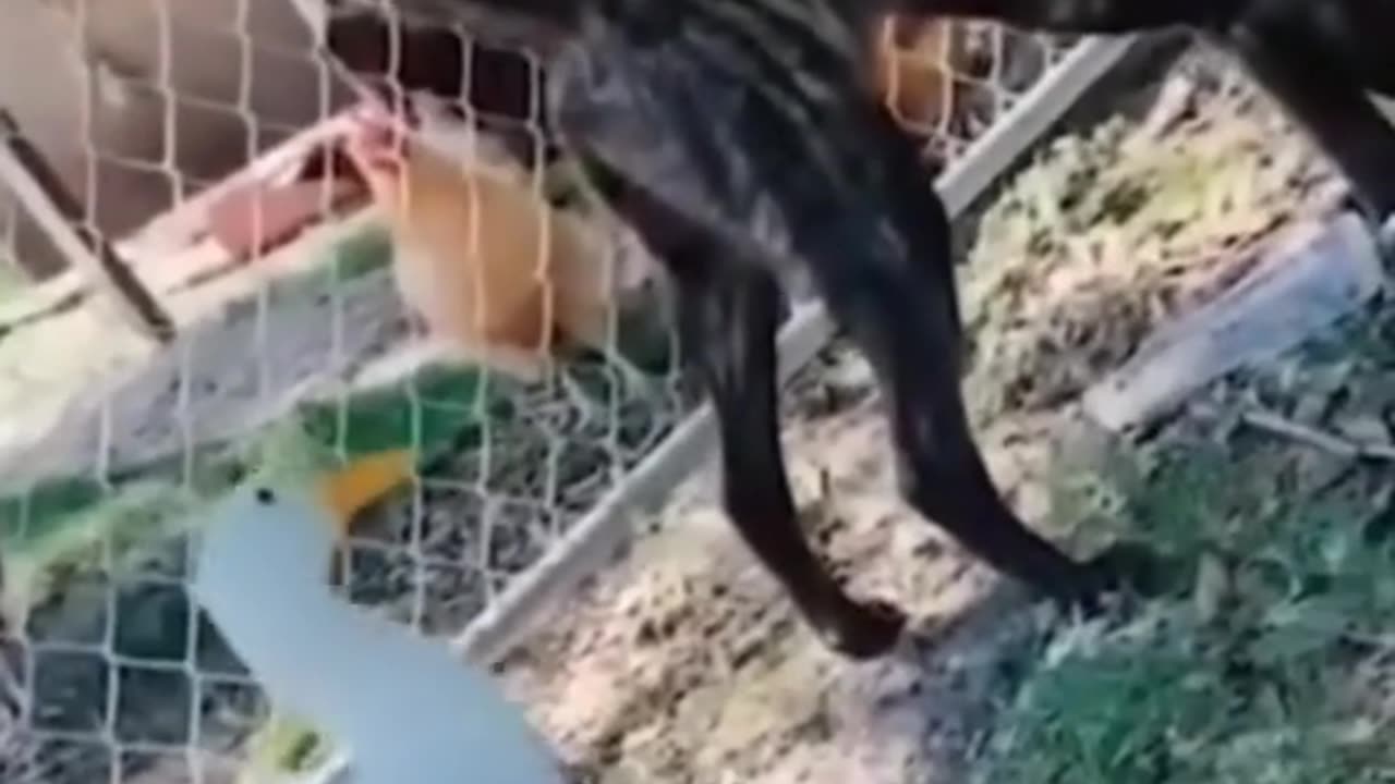 Video funny