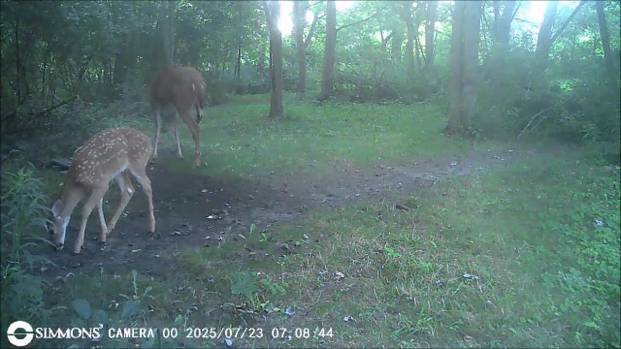 Backyard Trail Cams - When Doe Fawn and Rest of the Herd Visit