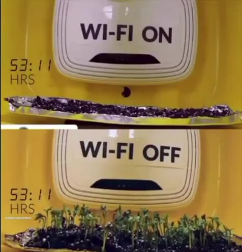 VELENO WIFI: TEST SULLE PIANTE 🌱 SI PENSI AGLI EFFETTI SUGLI ESSERI UMANI💥