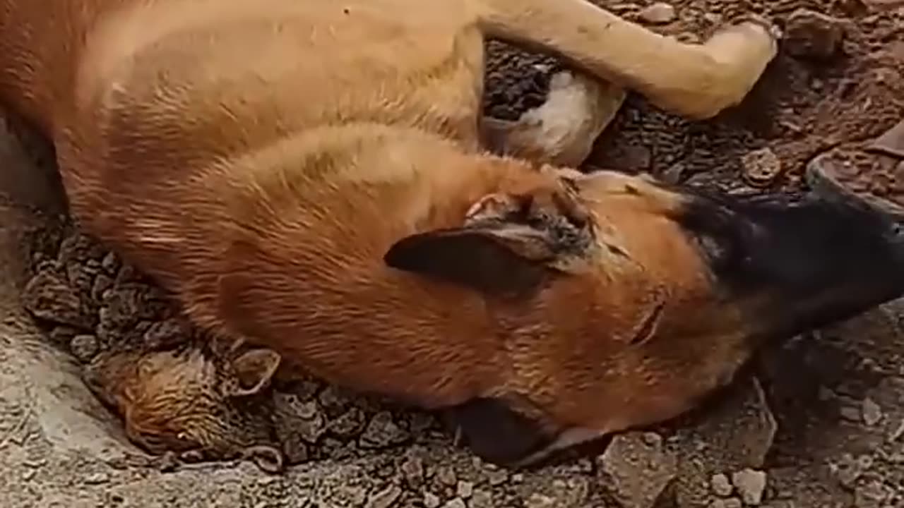 animals