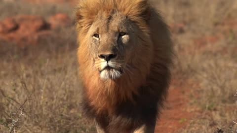 Royal king of forest