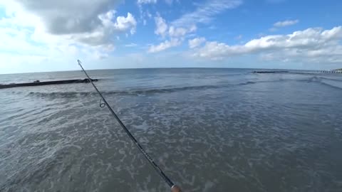 a pesca anche un bel drum fish oltre agli sheepshead pescati tutti con gli shrimp.f270_part9