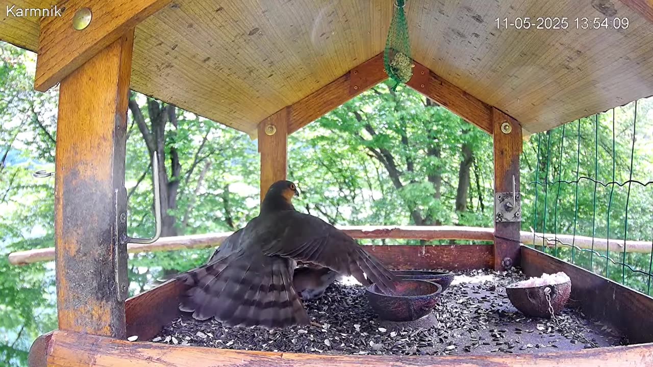 😱 The sparrowhawk hunted a hawfinch 🐦🦅😱😱😢