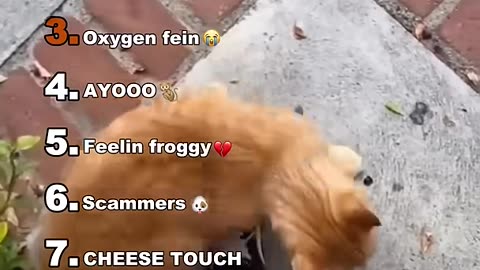 Top 100 funniest animal videos of all time: try not to laugh