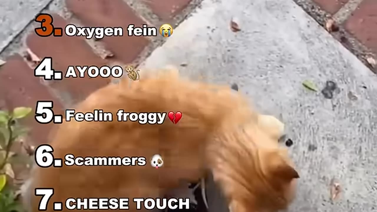 Top 100 funniest animal videos of all time: try not to laugh