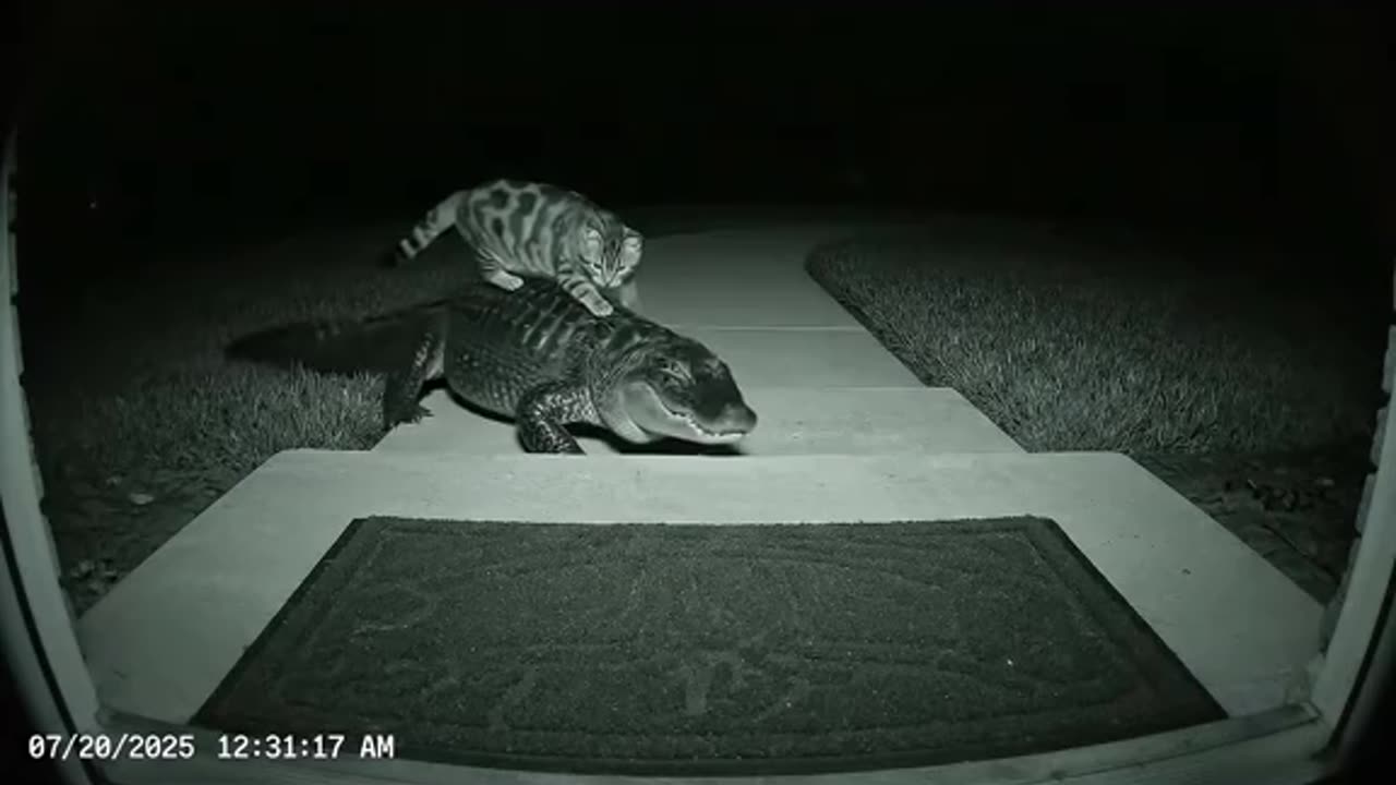 Who is your favorite night Cam cat friend
