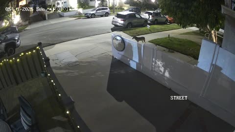 Coyote Attempts to Ambush Leashed Dog