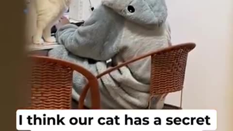 I think our cat has a secret deal with my husband