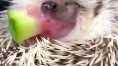 Positive animal world funny hedgehog nice video