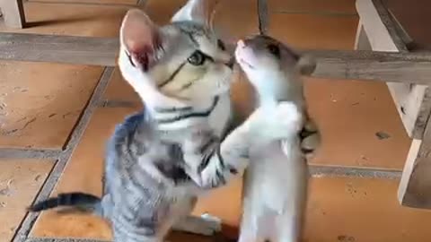 mouse and cat