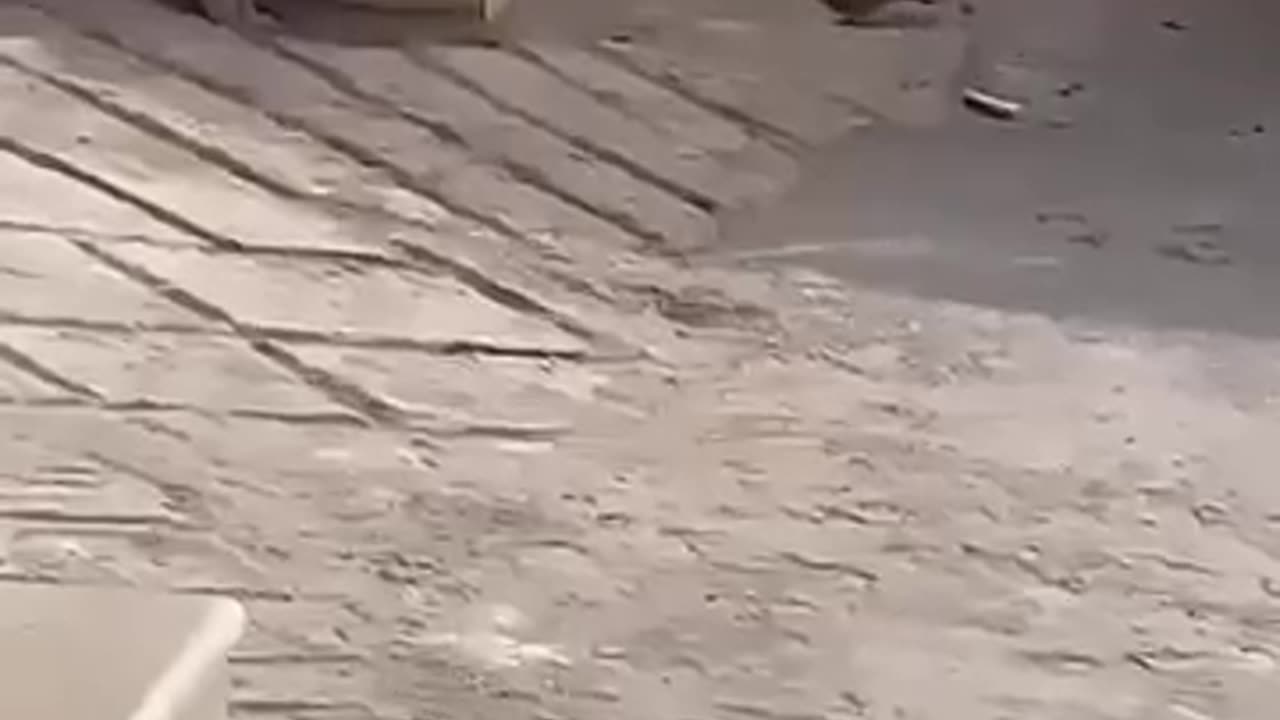 animals