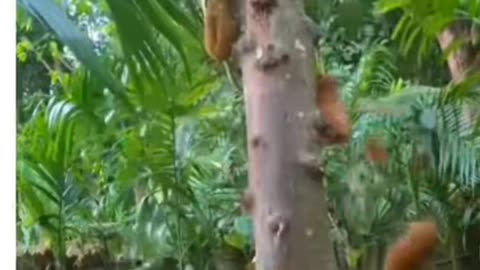 Ye to gaya 🤣 sl central comedy videos #shorts #tiktok