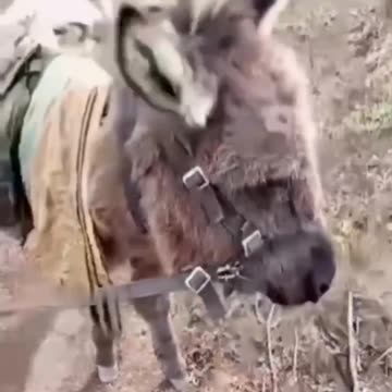 "The UAZs are Gone, The Urals are Gone, The Delivery Transport is a Sick Donkey"