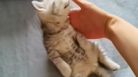 Cute kitten sleeping #cat #catsoftiktok #catlover #usa🇺🇸