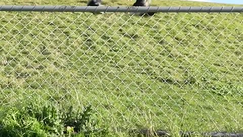 How different animals get over a fence with emojis. They got over but at what cost 😂