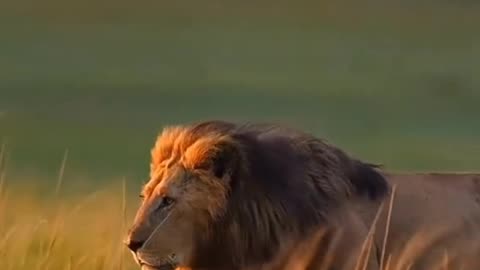 Fact lion