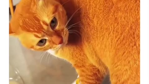 Adorable orange cats 🐈 😻 😺