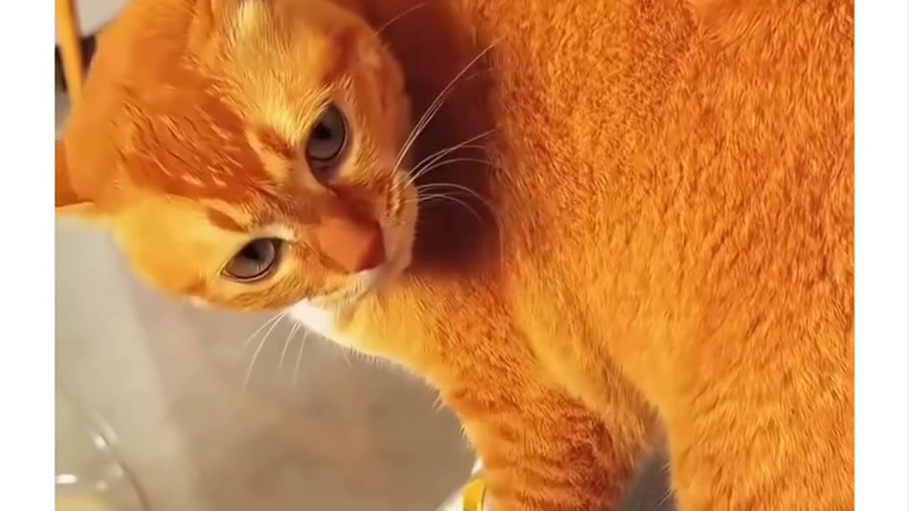 Adorable orange cats 🐈 😻 😺