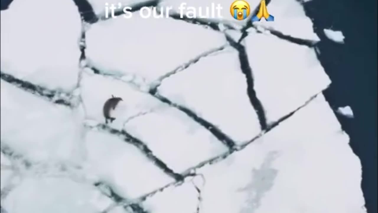 Save the seal❌ record it✅