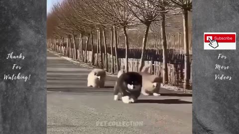 Cute And Funny Pet Videos Compilation #5 ♥ Baby Dog Videos #2