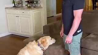 Incredible: Which type of dog owner are you?