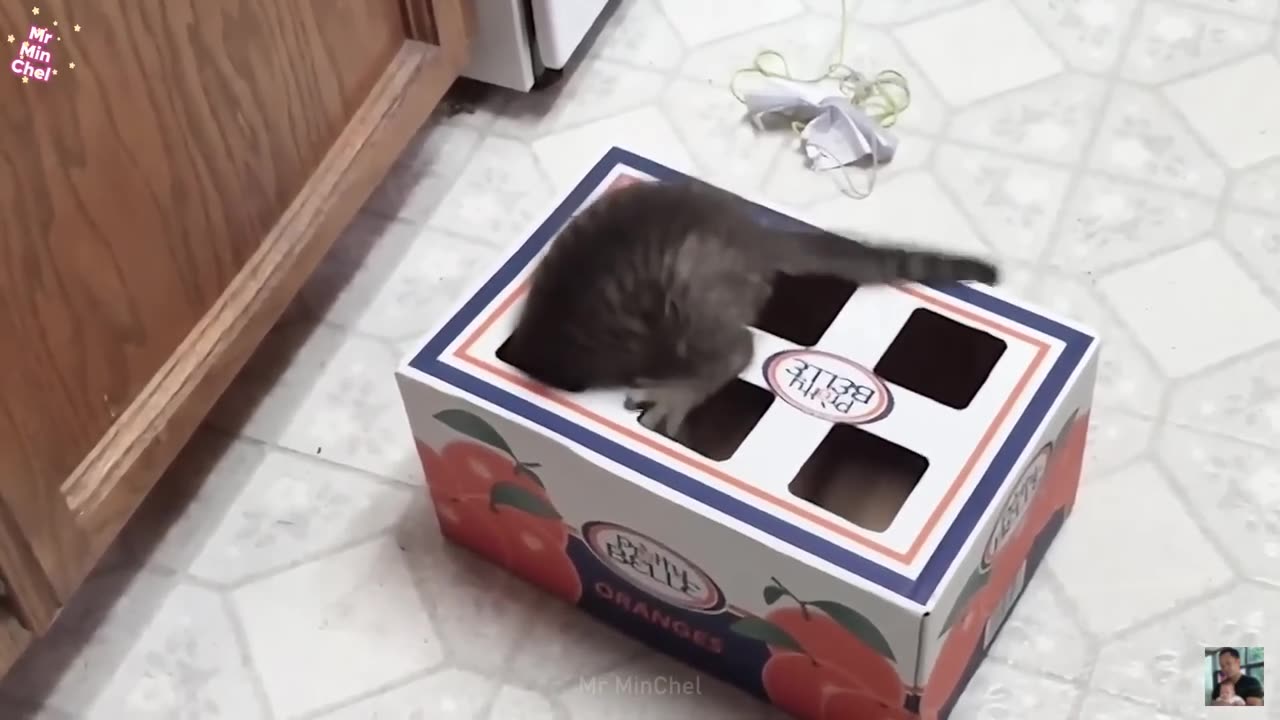 funny animal