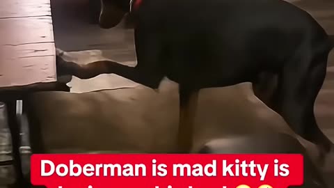 When You have a Cat and a Dog