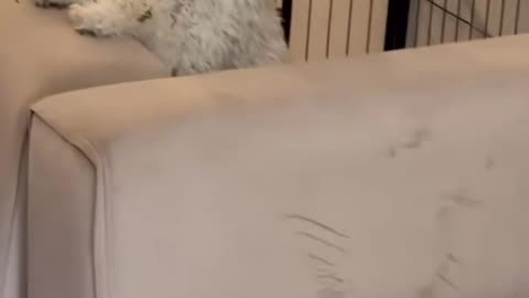 funny dogs