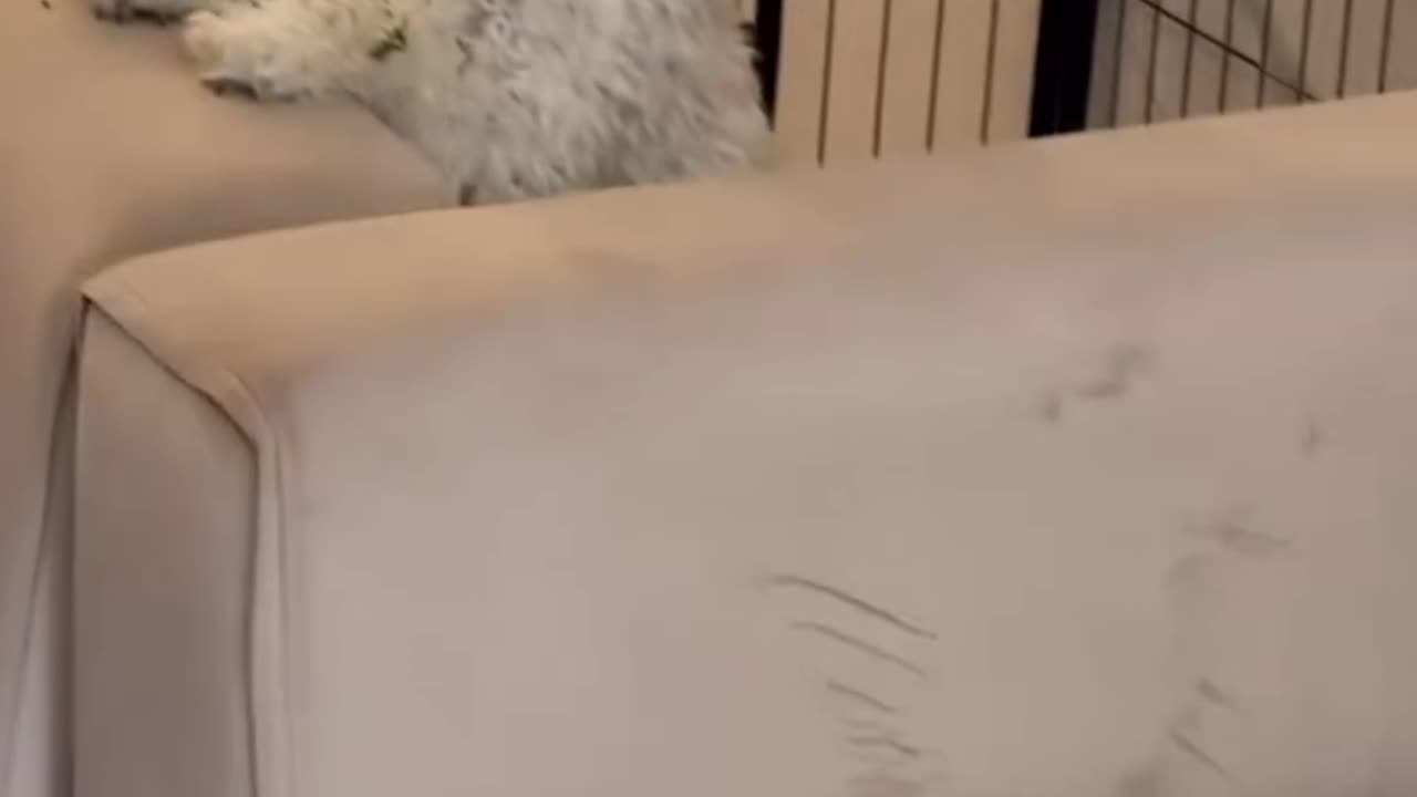 funny dogs