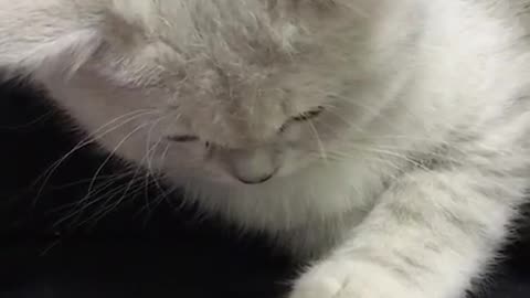 😂🐱 Kitten's Mouse Chase is Hilarious! | FunFM