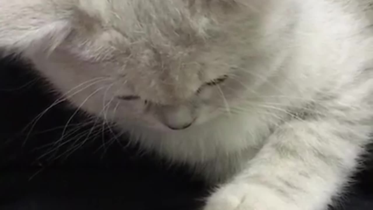 😂🐱 Kitten's Mouse Chase is Hilarious! | FunFM