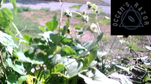 Butch the Sunflower
