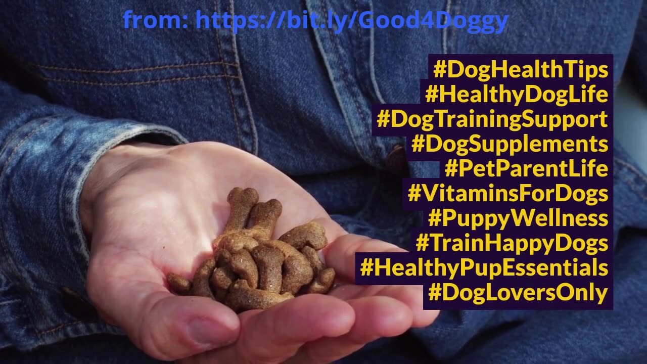 Essential Vitamins Your Dog Can’t Live Without – Are You Missing These?