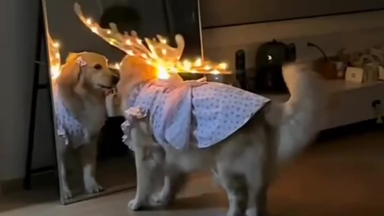 The most beautiful 🐕🐕🐕