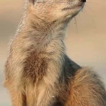 Just Mongoose-ing Around 🐾🌿 | Sounds of Nature