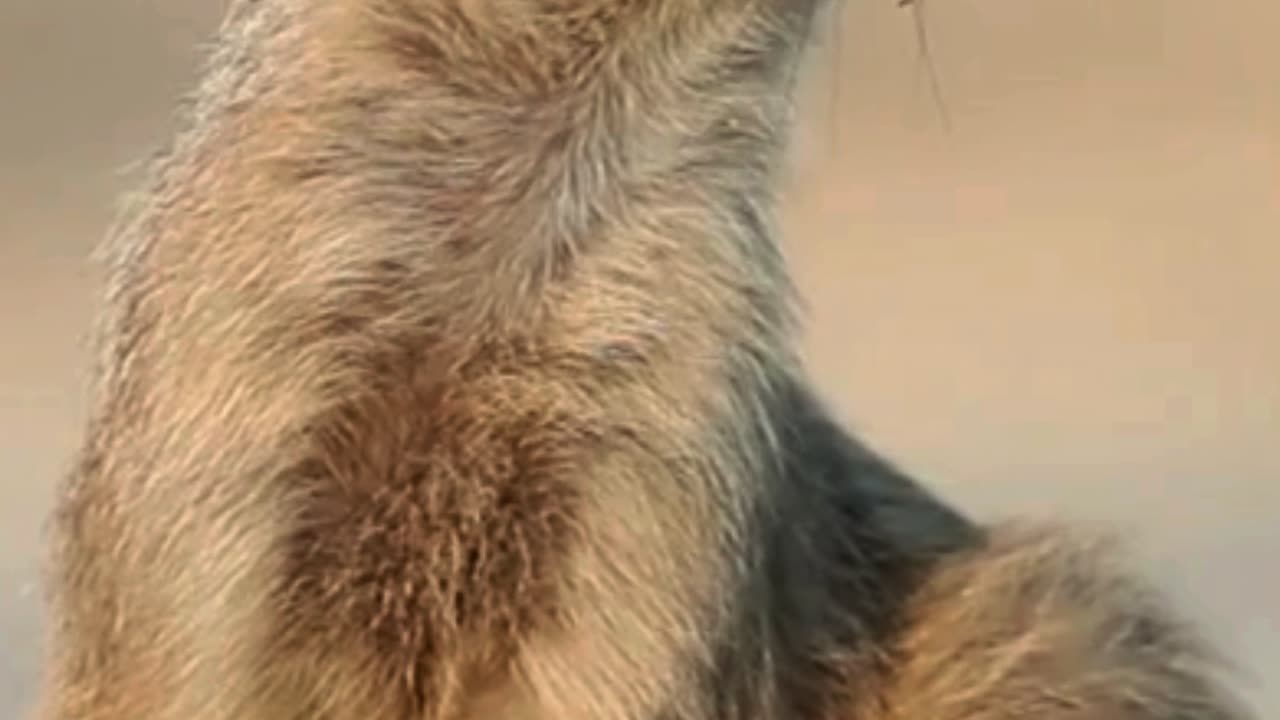 Just Mongoose-ing Around 🐾🌿 | Sounds of Nature