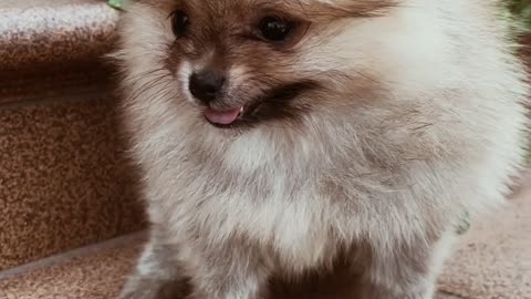 A cute dog tired //#crumble, #rumble, #royalrumble