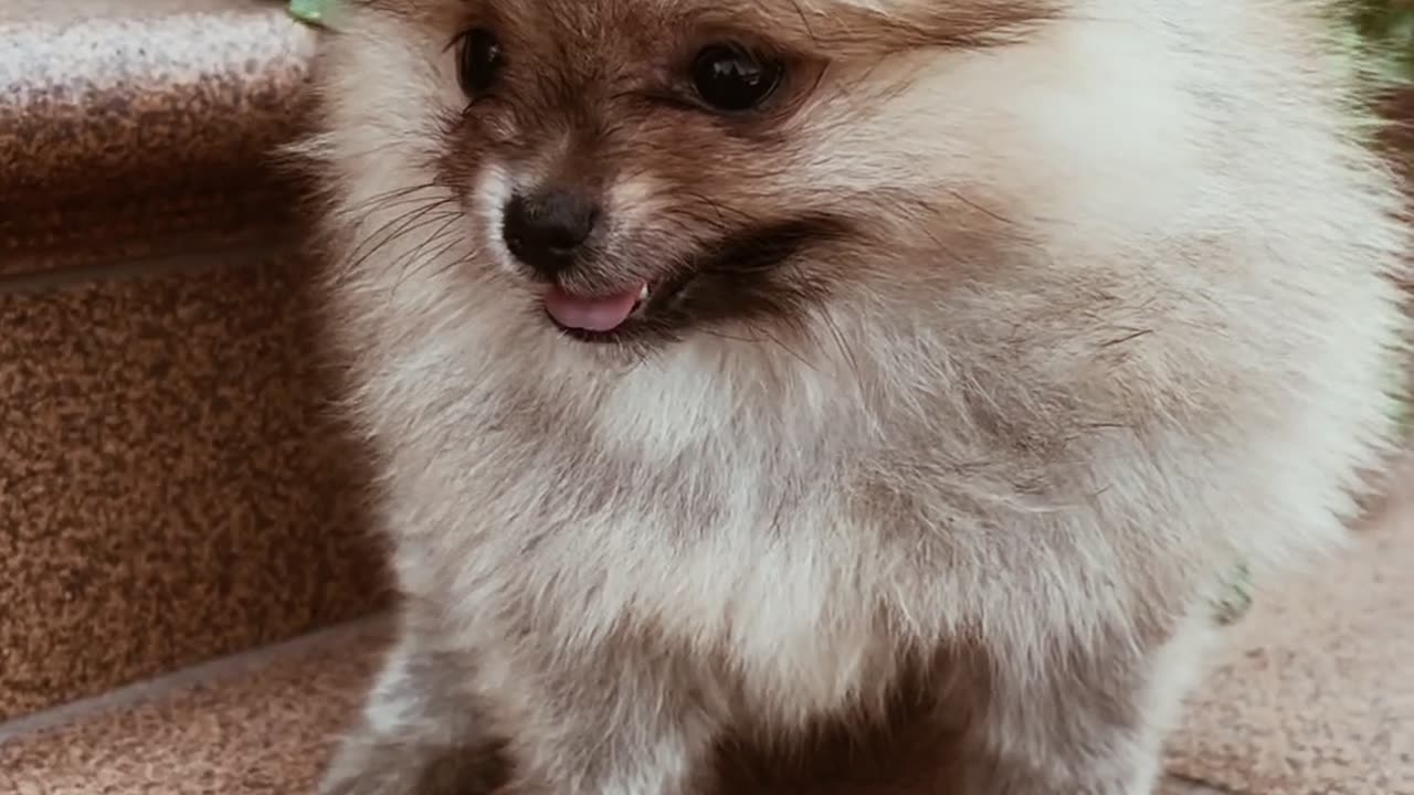 A cute dog tired //#crumble, #rumble, #royalrumble