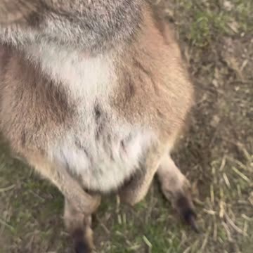 Kangaroo diaries only in Australia 🇦🇺