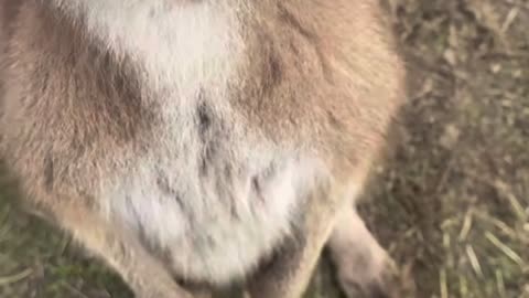 Kangaroo diaries only in Australia 🇦🇺