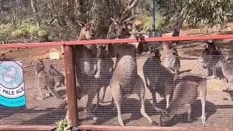 Kangaroo diaries only in Australia 🇦🇺