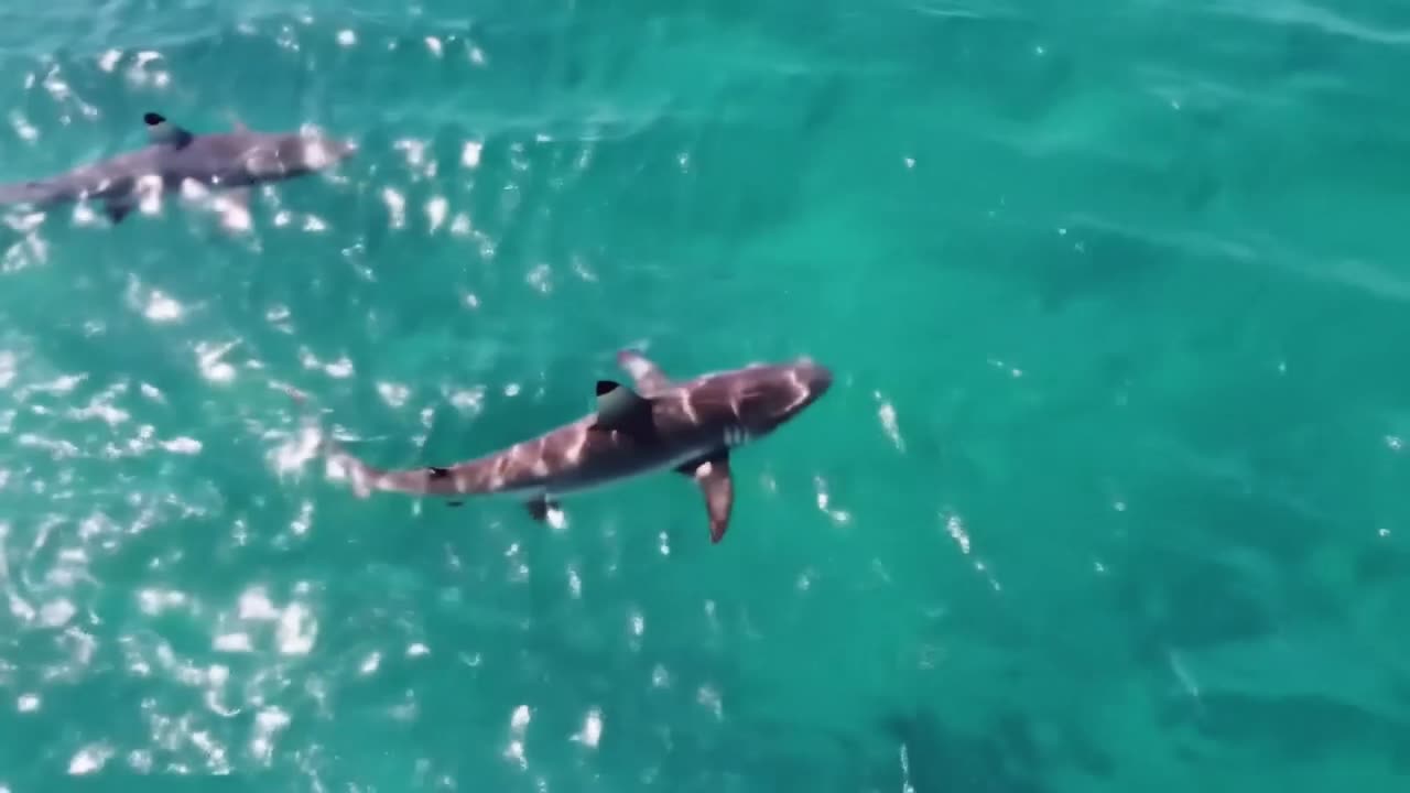 Shark High Resolution B Roll