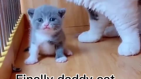 "Royal Cat's Most Baffling Moments...I Can't Even! "